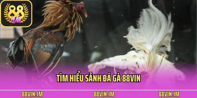 Tìm hiểu sảnh đá gà 88vin